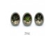 Arrangementen succulenten TRULY Haworthia, Gasteria, Egg Green gold 1  