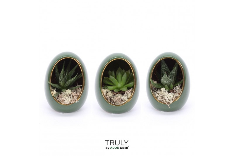 Arrangementen succulenten TRULY Haworthia, Gasteria, Egg Green gold 1  