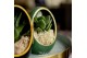 Arrangementen succulenten TRULY Haworthia, Gasteria, Egg Green gold 1  
