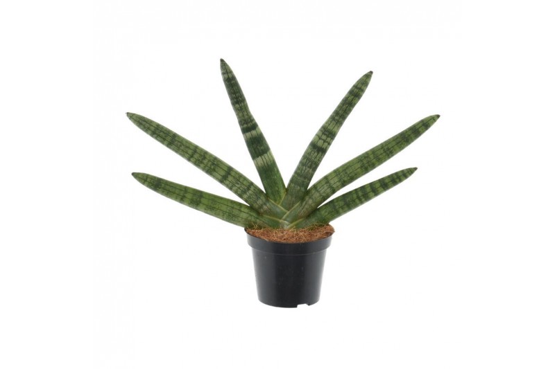 Sansevieria cylindrica skyline 