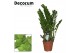 Zamioculcas zamiifolia decorum 