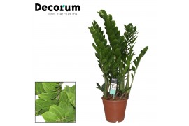 Zamioculcas zamiifolia decorum