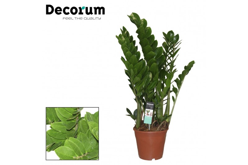 Zamioculcas zamiifolia decorum 