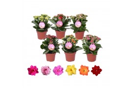 Kalanchoe blossfeldiana calandiva GRDN 12 MIX - Kalanchoe Gardenlina 1