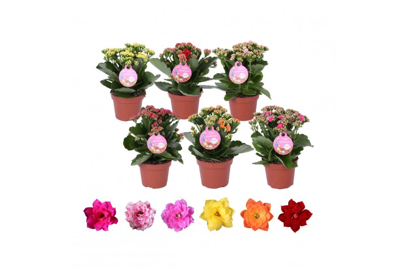 Kalanchoe blossfeldiana calandiva GRDN 12 MIX - Kalanchoe Gardenlina 1 