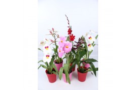 Orchidee mix 1 tak met rode en roze kunstof pot