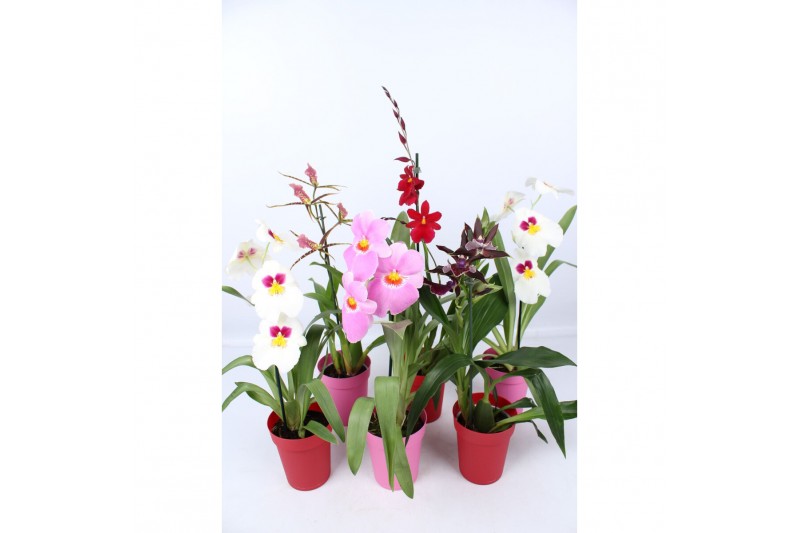 Orchidee mix 1 tak met rode en roze kunstof pot 