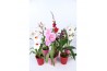 Orchidee mix 1 tak met rode en roze kunstof pot