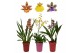 Orchidee mix 1 tak met rode en roze kunstof pot 