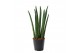 Sansevieria cylindrica 