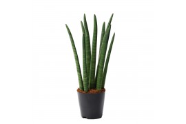 Sansevieria cylindrica