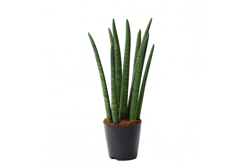 Sansevieria cylindrica 