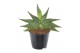 Sansevieria helios 