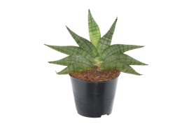 Sansevieria helios
