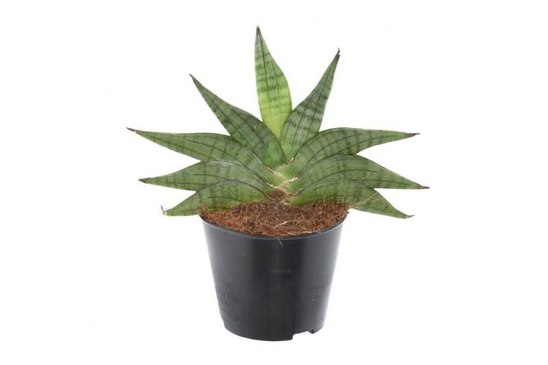 Sansevieria helios 