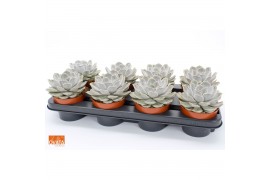 Echeveria lilacina SuPure® pearls 8gts