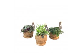 Groene planten mix Kokodama Trunk Green Smit Collection