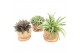 Groene planten mix Kokodama Trunk Green Smit Collection 