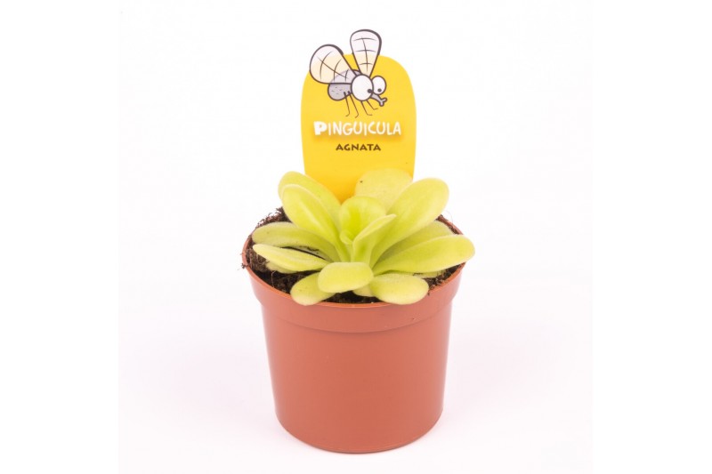 Vleesetende planten pinguicula agnata 