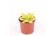 Vleesetende planten pinguicula agnata 