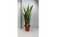 Sansevieria trifasciata laurentii extra dik 