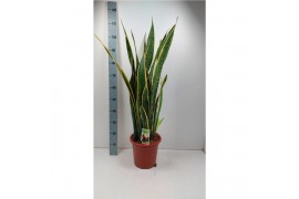 Sansevieria trifasciata laurentii extra dik