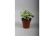 Hedera helix white wonder 7pp - 5-8cm Rank 