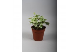 Hedera helix white wonder 7pp - 5-8cm Rank