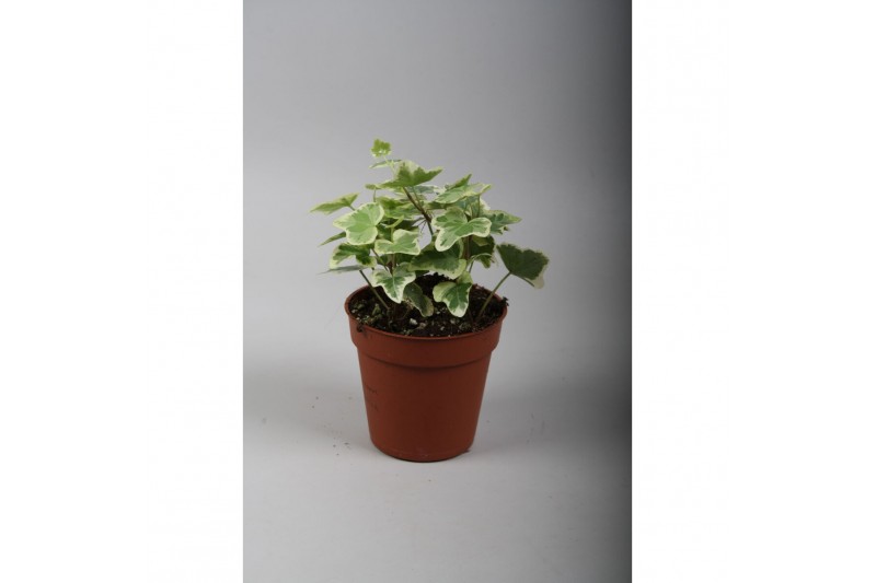 Hedera helix white wonder 7pp - 5-8cm Rank 