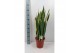 Sansevieria trifasciata laurentii Sansevieria Laurentii - extra dik 