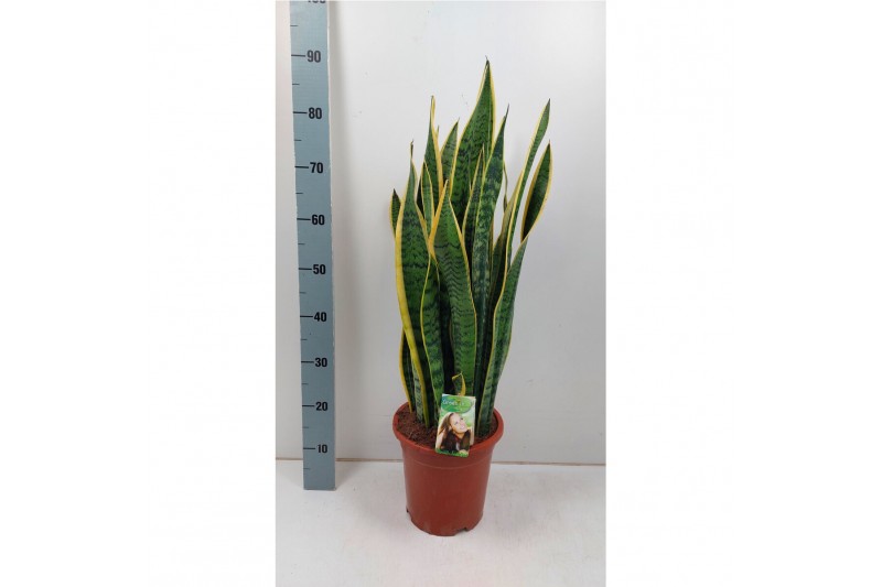 Sansevieria trifasciata laurentii Sansevieria Laurentii - extra dik Sansevieria trifasciata laurentii Sansevieria Laurentii - extra dik