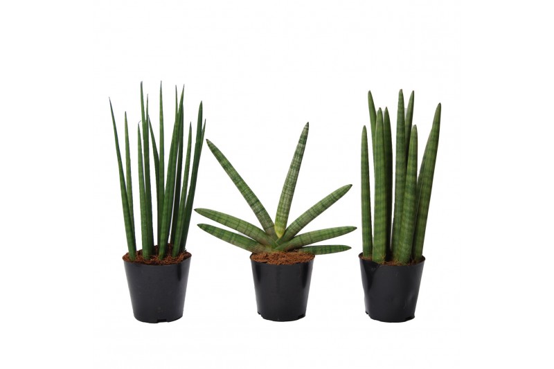 Sansevieria mix happy 