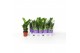 Zamioculcas zamiifolia 3+ veren - 40cm - Bedrukte hoes 