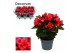 Begonia elatior du. serena paars decorum 