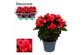 Begonia elatior du. serena paars decorum