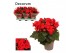 Begonia elatior du. baladin rood decorum 