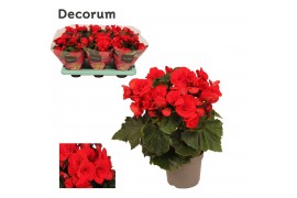 Begonia elatior du. baladin rood decorum
