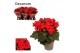 Begonia elatior du. baladin rood decorum 