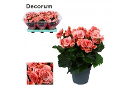 Begonia elatior du. borias rose gevlamd decorum