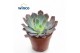 Echeveria Echeveria Neonbreaker overige bl. 