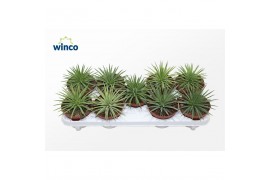 Agave nana Toumayena Bella
