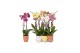 Phalaenopsis mix 3 tak - 22+ bloemen mix keramiek 