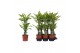 Dracaena fragr. golden queen 45-20 toef 
