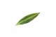 Dracaena fragr. golden queen 45-20 toef 