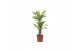 Dracaena fragr. golden queen 45-20 toef 