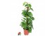 Epipremnum pinnatum mosstok 