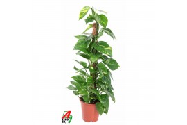 Epipremnum pinnatum mosstok