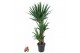 Yucca 90-60-30 