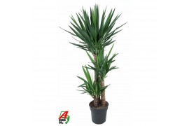 Yucca 90-60-30