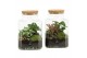 Arrangementen kamerplanten 90559: Terrarium 
